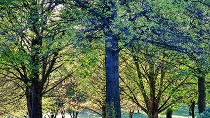 Trees in Sprint - Cowra 